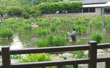 菖蒲池.jpg